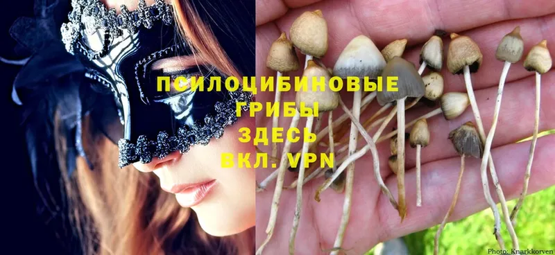 продажа наркотиков  Алексеевка  Галлюциногенные грибы MAGIC MUSHROOMS 